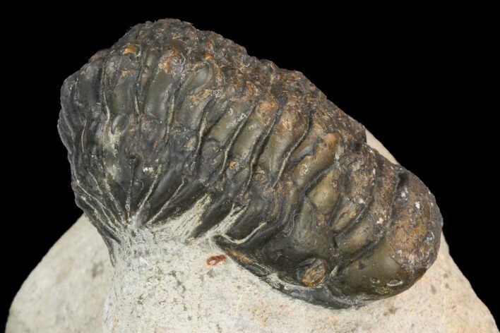 Bargain, Crotalocephalina Trilobite - Atchana, Morocco #119895